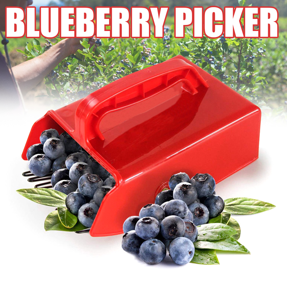 Tragbare Beeren pf lücker Blau – Smart Garden Edging Bewertung und Preis