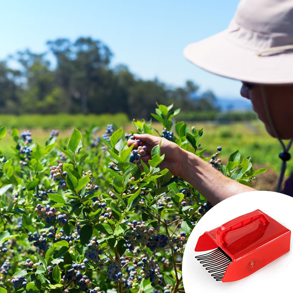 Tragbare Beeren pf lücker Blau – Smart Garden Edging Bewertung und Preis