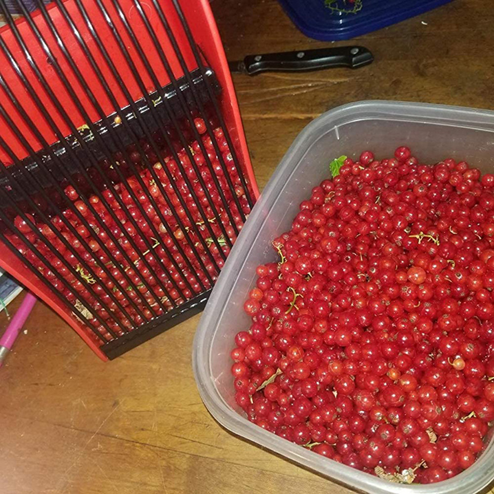 Tragbare Beeren pf lücker Blau – Smart Garden Edging Bewertung und Preis